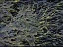 fucus vesiculosus.jpg